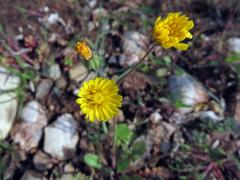 Škarda (Crepis sancta (L.) Bornm.)