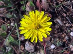 Škarda (Crepis sancta (L.) Bornm.)