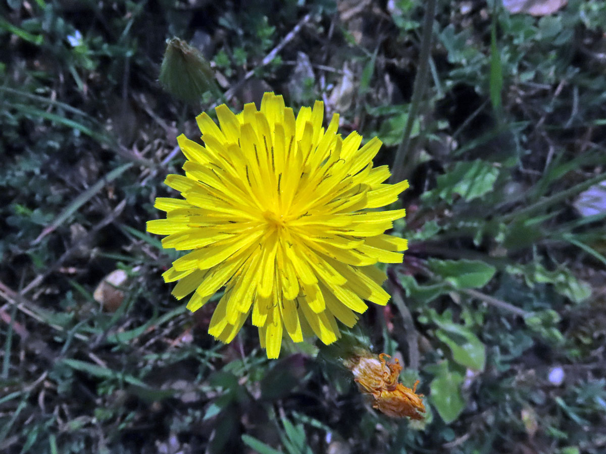 Škarda (Crepis sancta (L.) Bornm.)