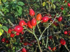 Růže šípková (Rosa canina L.)