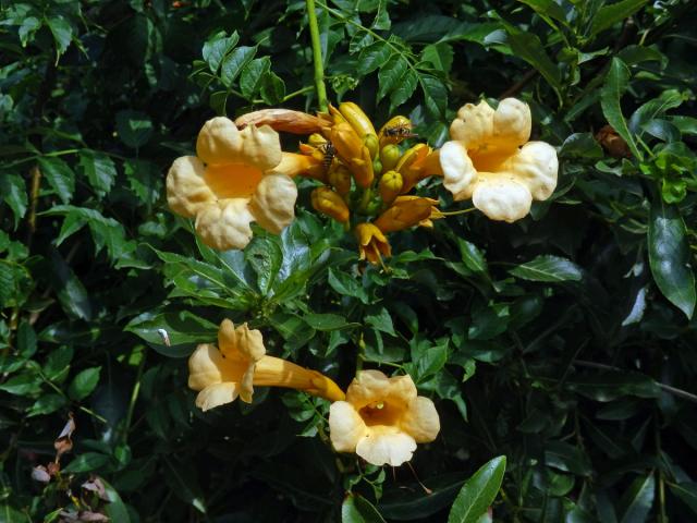 Křivouš kořenující (Campsis radicans (L.) Seemen)