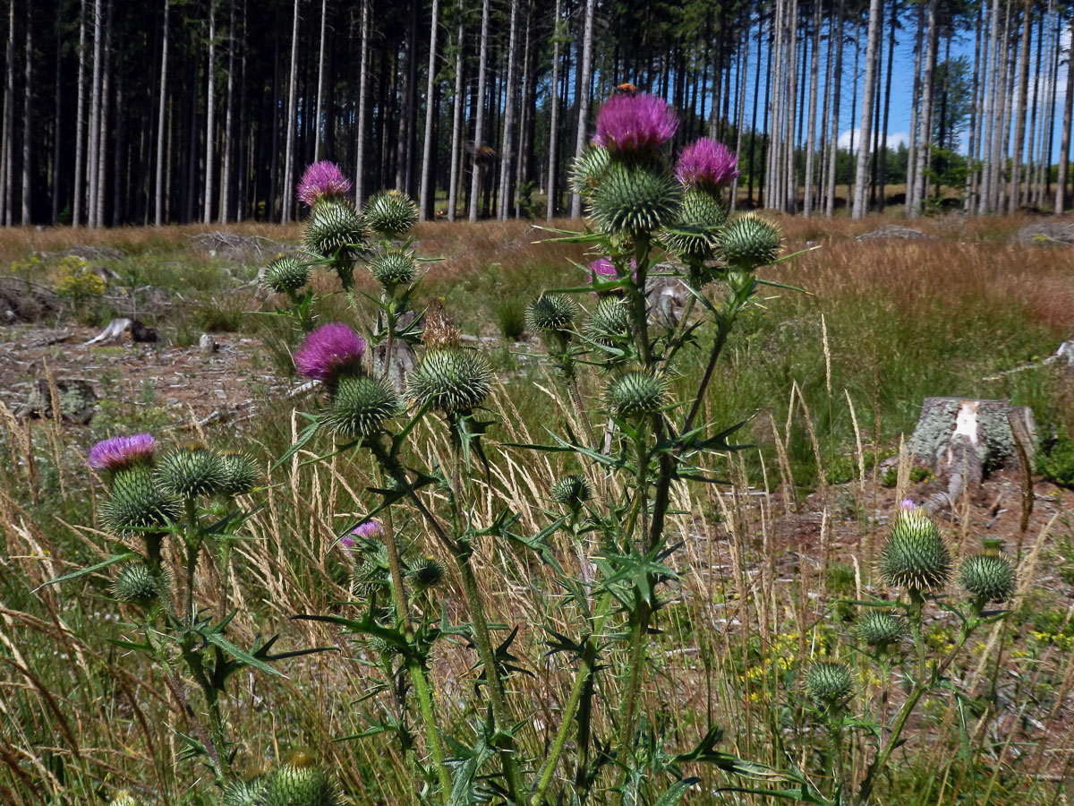 Pcháč obecný (Cirsium vulgare (Savi) Ten.)