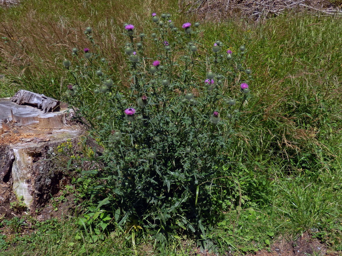 Pcháč obecný (Cirsium vulgare (Savi) Ten.)