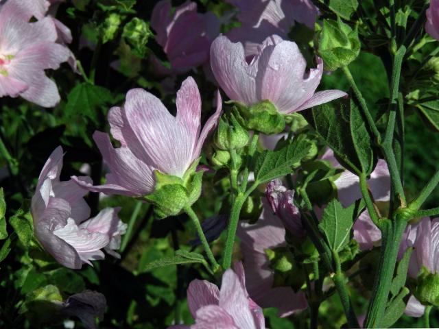 Sléz velkokvětý (Malva alcea L.)