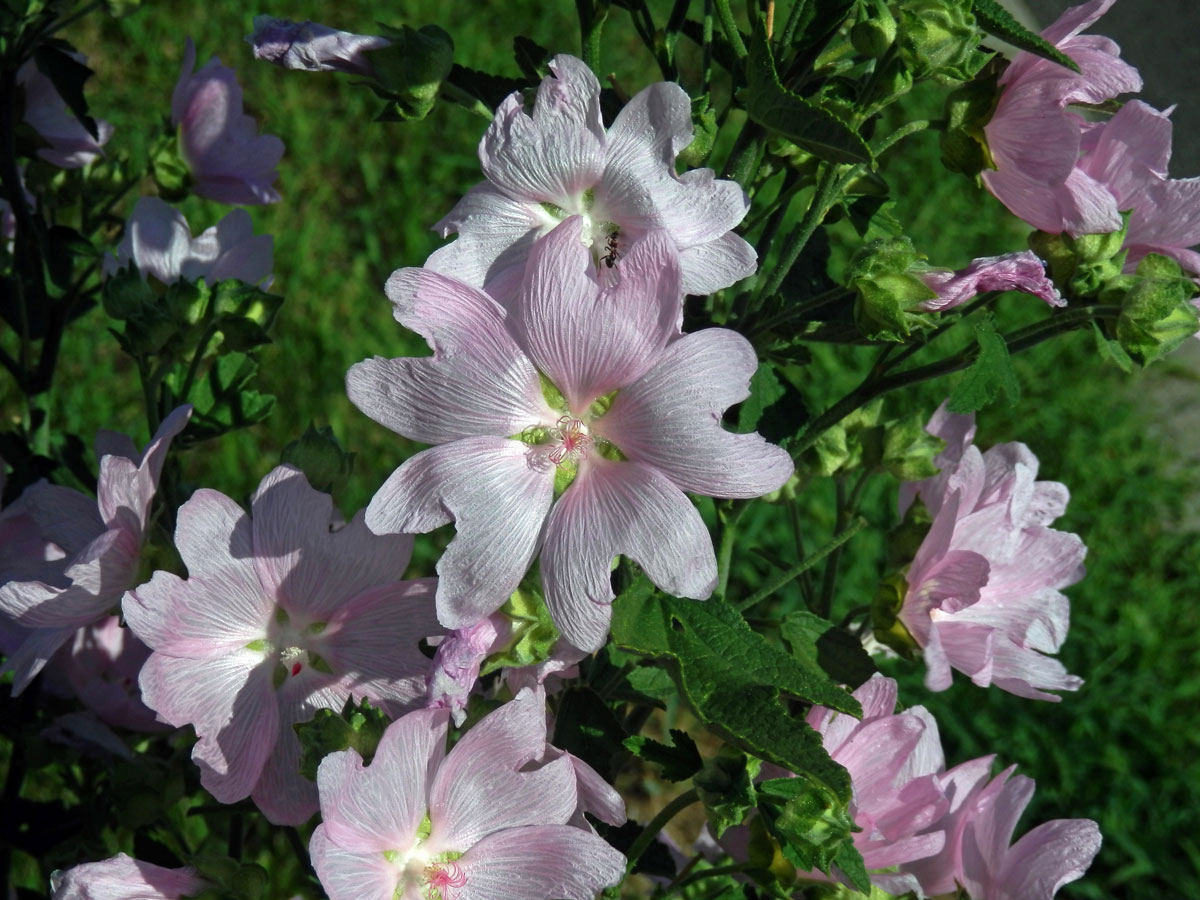 Sléz velkokvětý (Malva alcea L.)