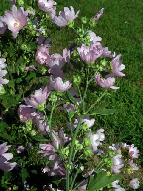 Sléz velkokvětý (Malva alcea L.)