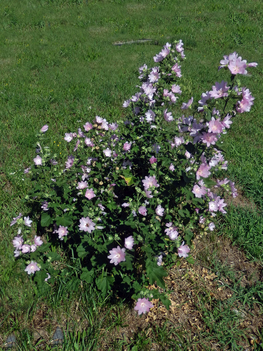 Sléz velkokvětý (Malva alcea L.)