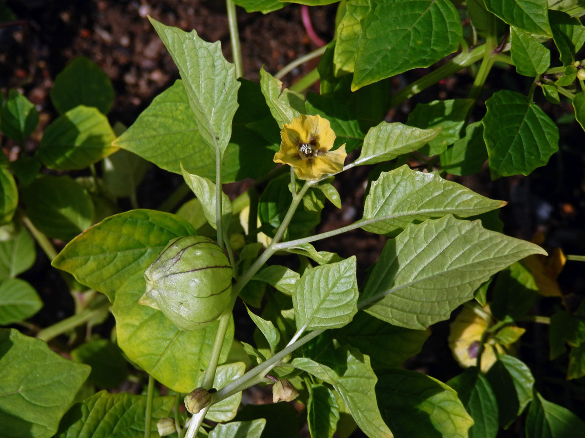 Mochyně dužnoplodá (Physalis philadelphica Lam.)