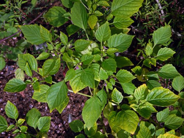 Mochyně dužnoplodá (Physalis philadelphica Lam.)