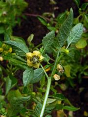 Mochyně dužnoplodá (Physalis philadelphica Lam.)