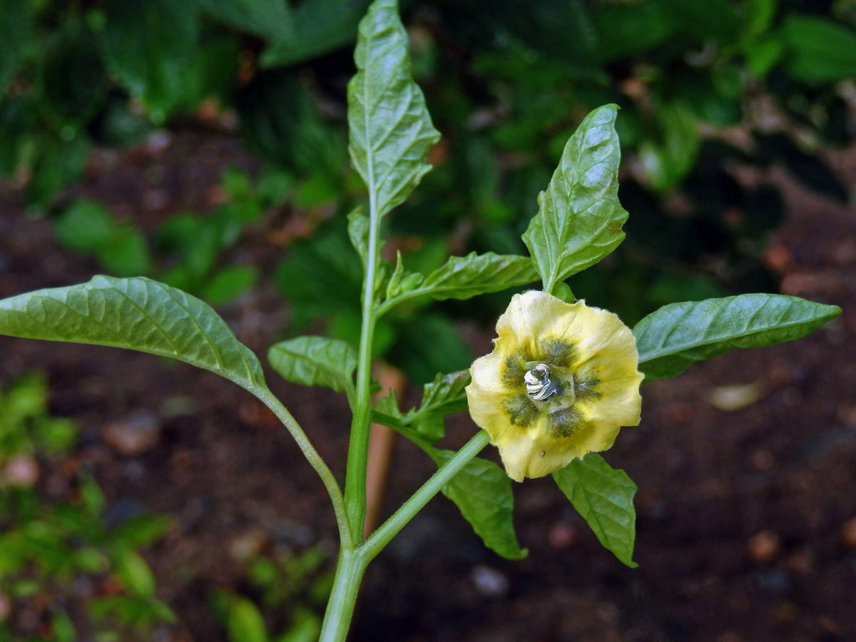 Mochyně dužnoplodá (Physalis philadelphica Lam.)