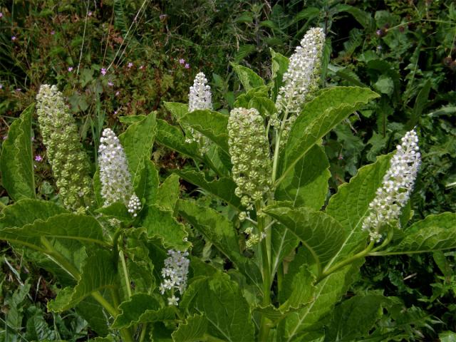 Líčidlo jedlé (Phytolacca esculenta Van Houtte)