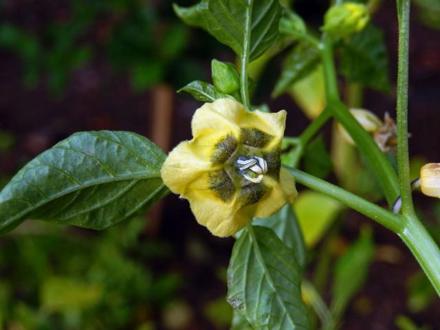 Mochyně dužnoplodá (Physalis philadelphica Lam.)