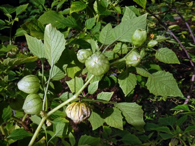 Mochyně dužnoplodá (Physalis philadelphica Lam.)