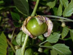 Mochyně dužnoplodá (Physalis philadelphica Lam.)