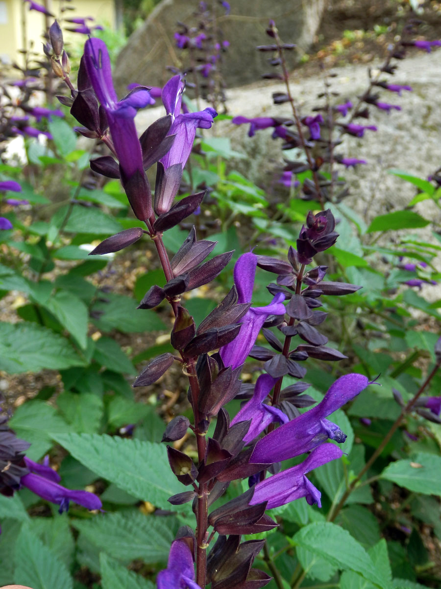 Šalvěj (Salvia glabrescens Makino)