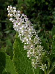 Líčidlo jedlé (Phytolacca esculenta Van Houtte)