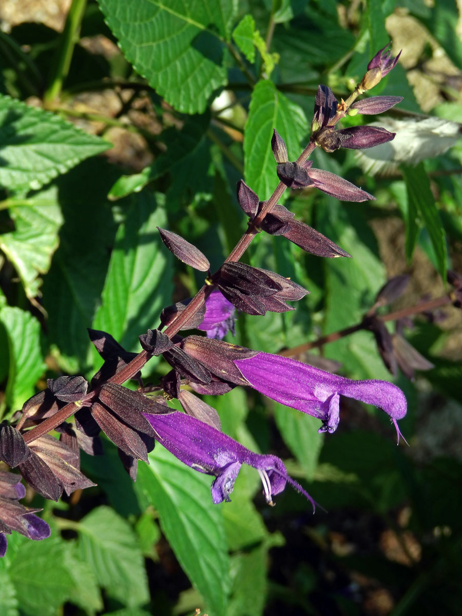 Šalvěj (Salvia glabrescens Makino)