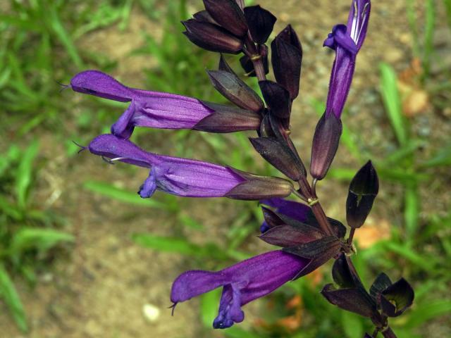 Šalvěj (Salvia glabrescens Makino)