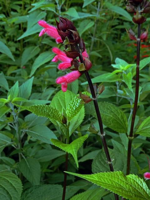 Šalvěj (Salvia oxyphora Briq.)