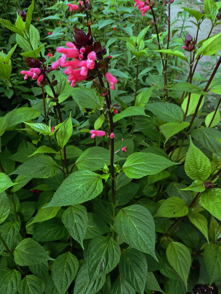 Šalvěj (Salvia oxyphora Briq.)