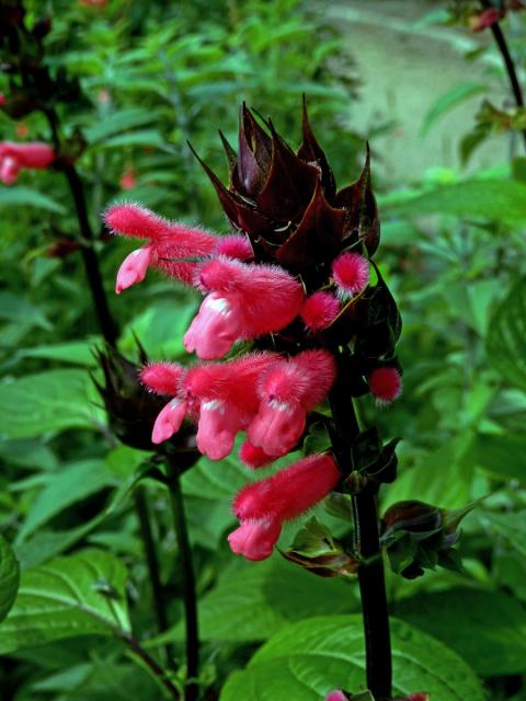 Šalvěj (Salvia oxyphora Briq.)