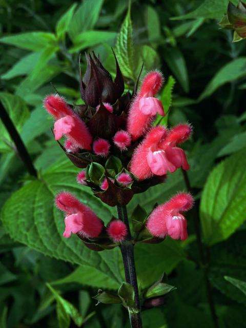 Šalvěj (Salvia oxyphora Briq.)