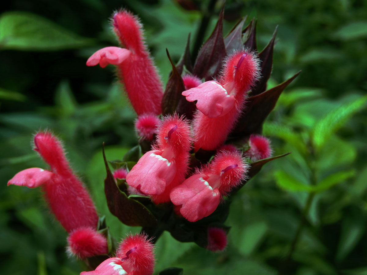 Šalvěj (Salvia oxyphora Briq.)