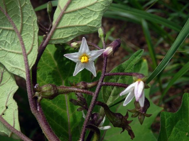 Lilek (Solanum aethiopicum L.)