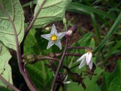 Lilek (Solanum aethiopicum L.)   