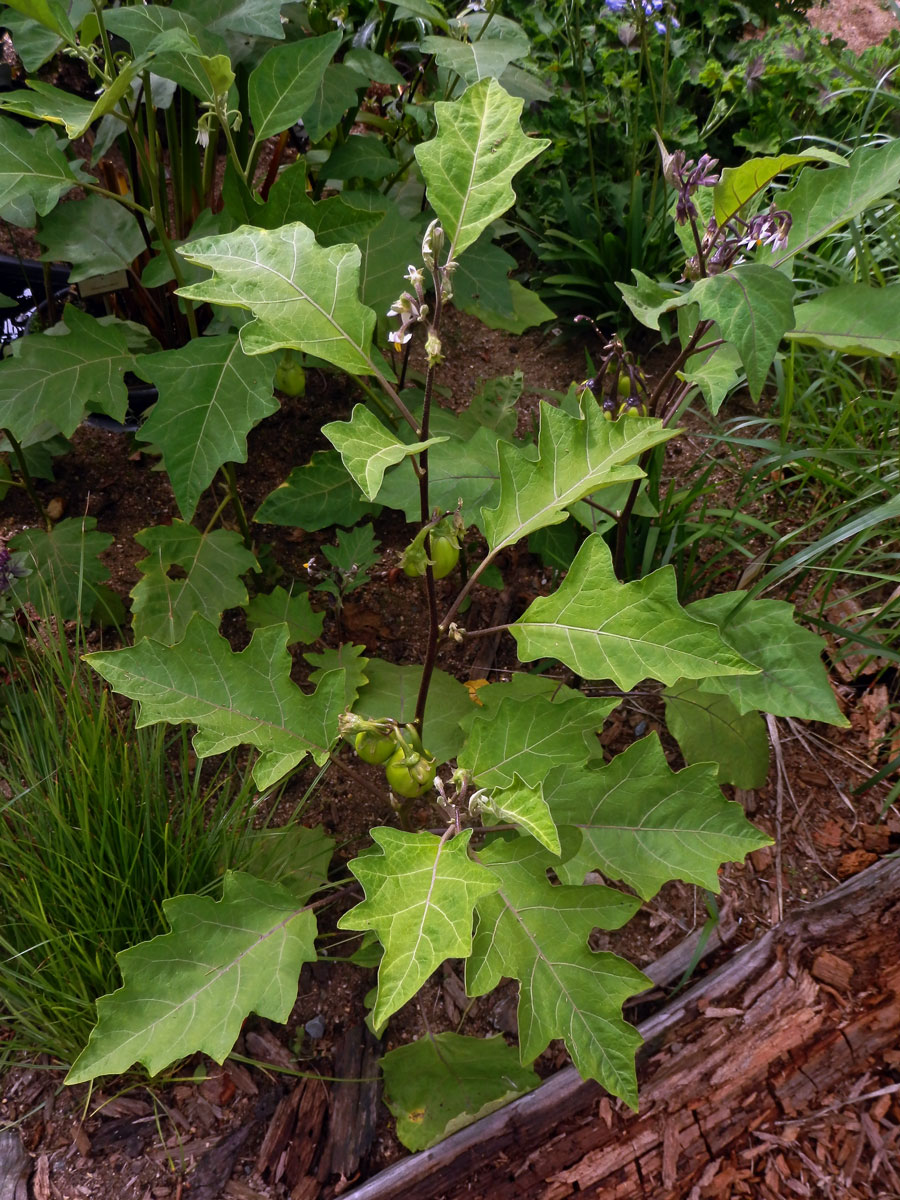 Lilek (Solanum aethiopicum L.)