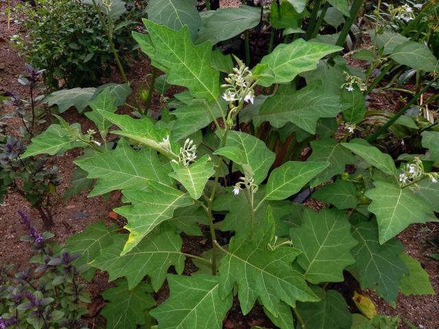 Lilek (Solanum aethiopicum L.)