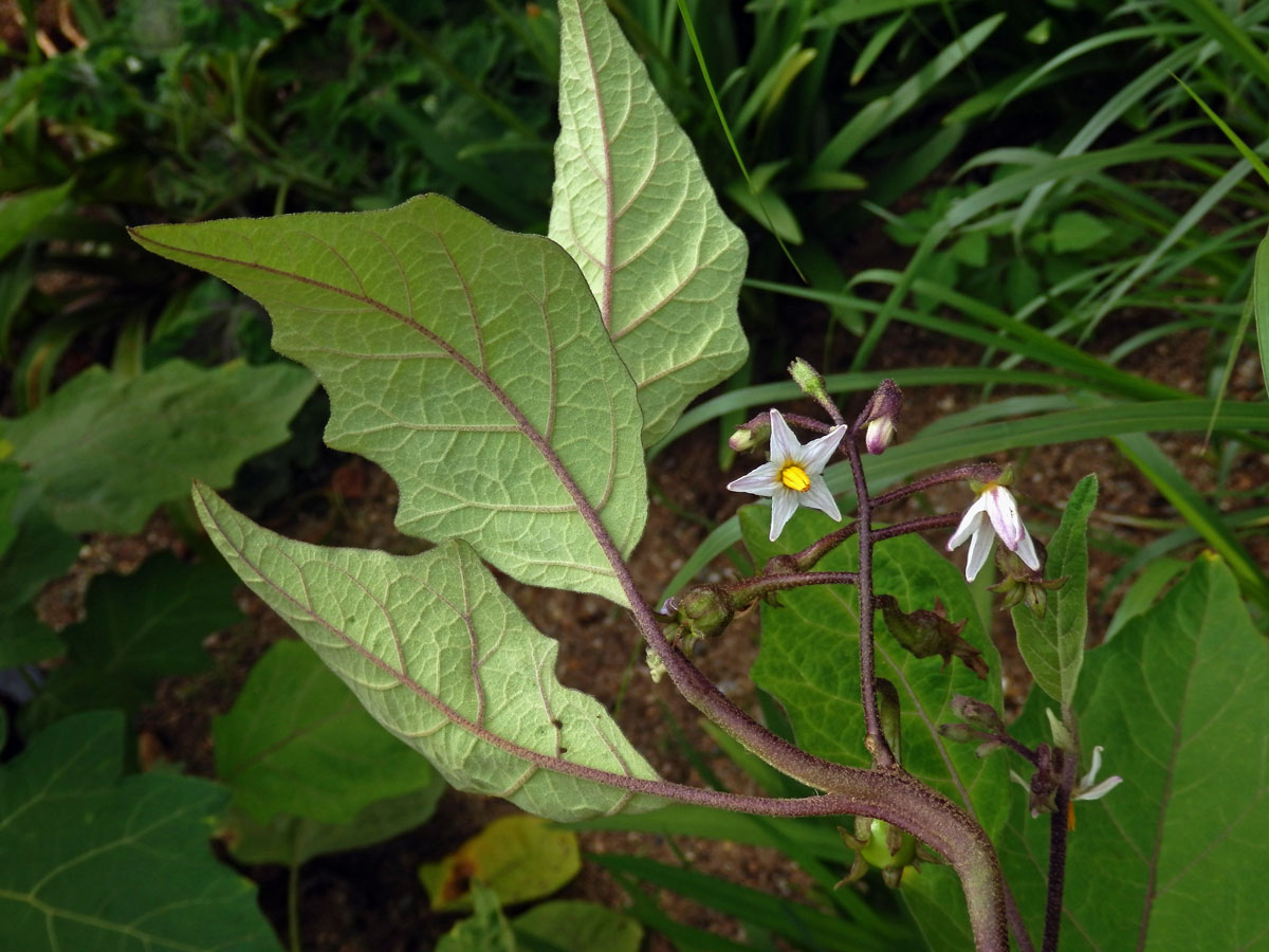 Lilek (Solanum aethiopicum L.)