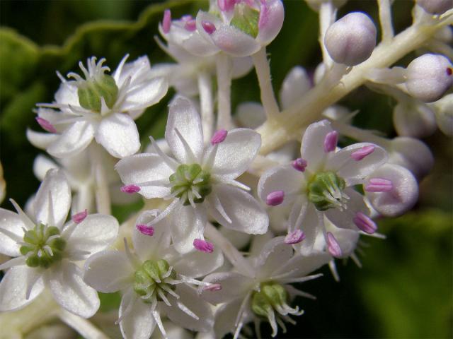 Líčidlo jedlé (Phytolacca esculenta Van Houtte)