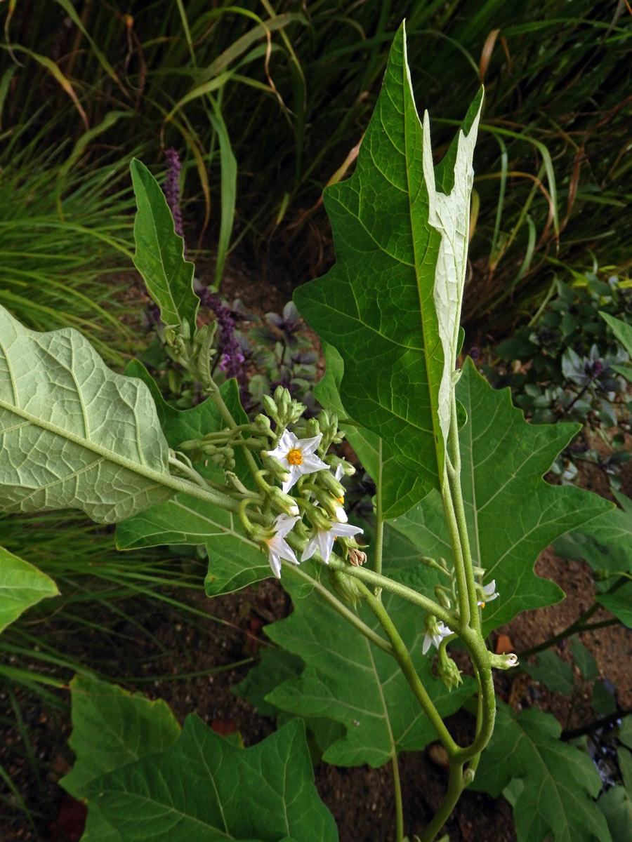 Lilek (Solanum aethiopicum L.)