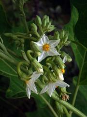 Lilek (Solanum aethiopicum L.)