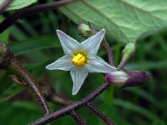 Lilek (Solanum aethiopicum L.)