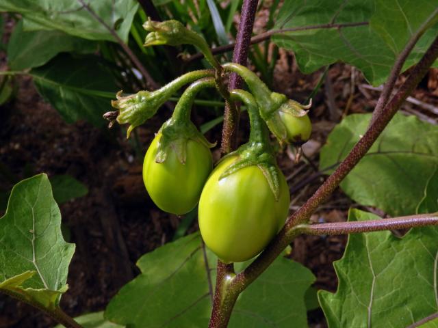 Lilek (Solanum aethiopicum L.)