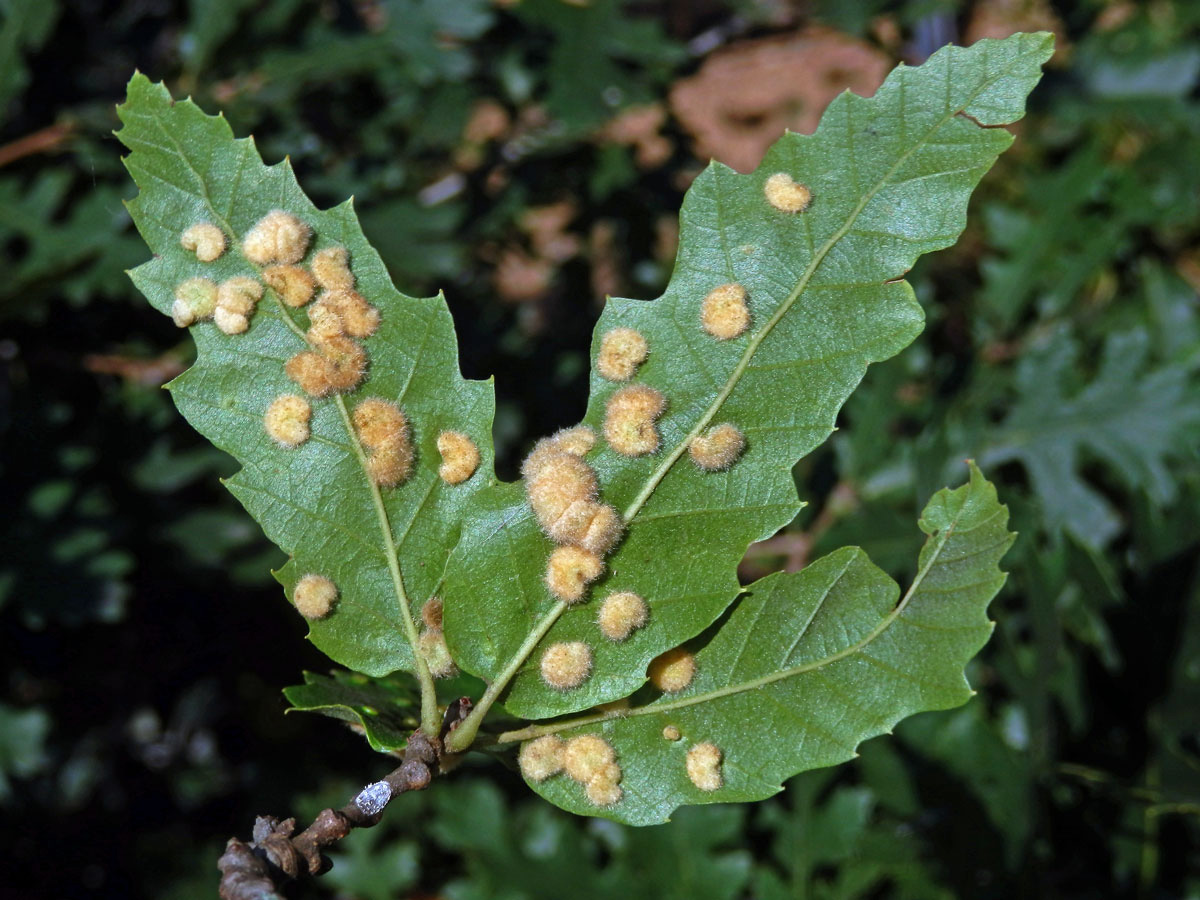 Hálky bejlomorky Dryomia circinnans, dub cer