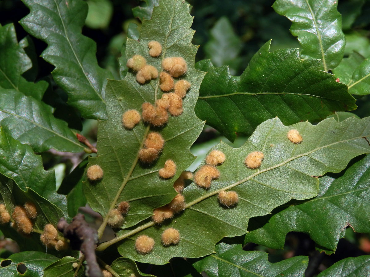 Hálky bejlomorky Dryomia circinnans, dub cer