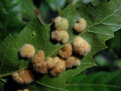 Hálky bejlomorky Dryomia circinnans, dub cer