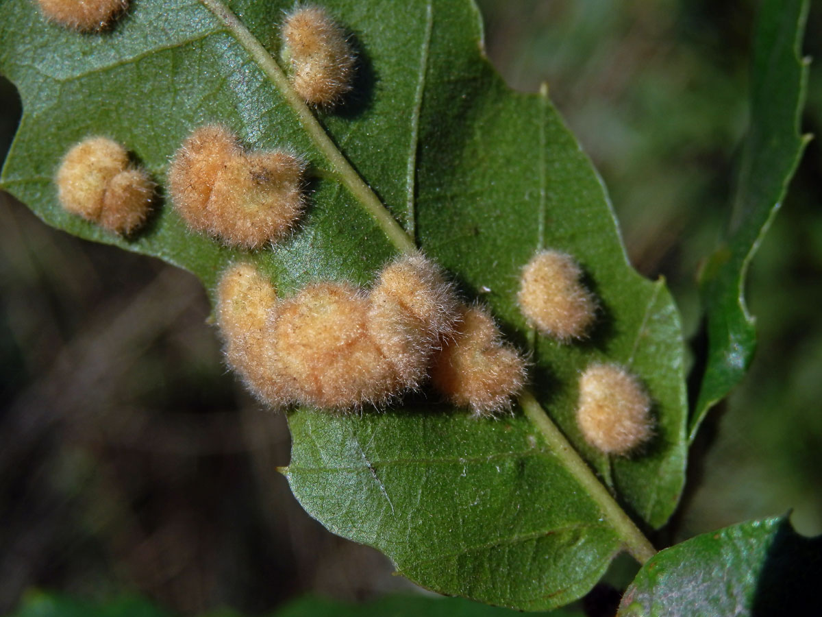 Hálky bejlomorky Dryomia circinnans, dub cer