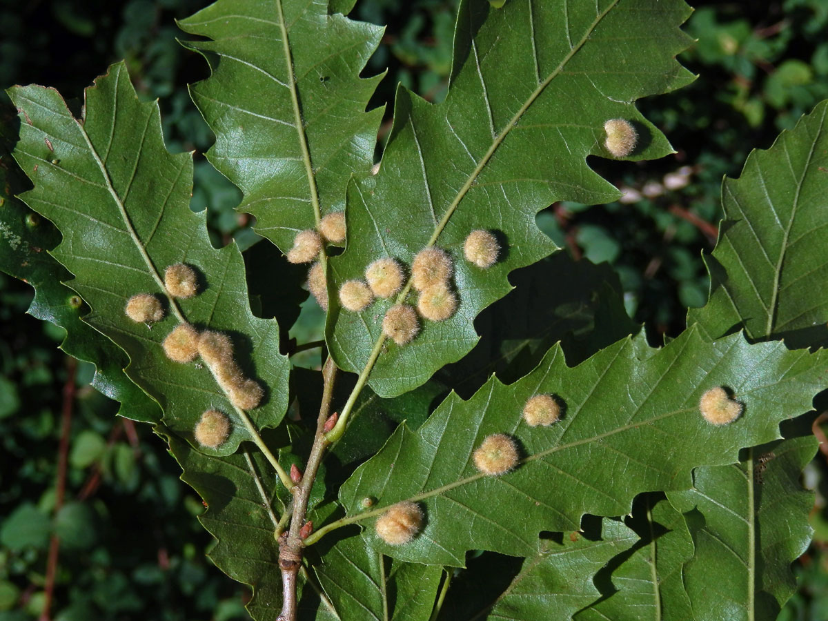 Hálky bejlomorky Dryomia circinnans, dub cer