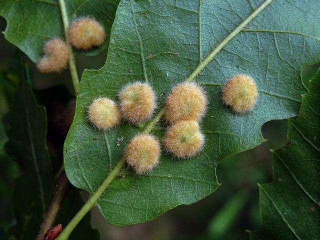 Hálky bejlomorky Dryomia circinnans, dub cer