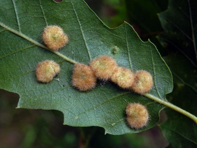 Hálky bejlomorky Dryomia circinnans, dub cer