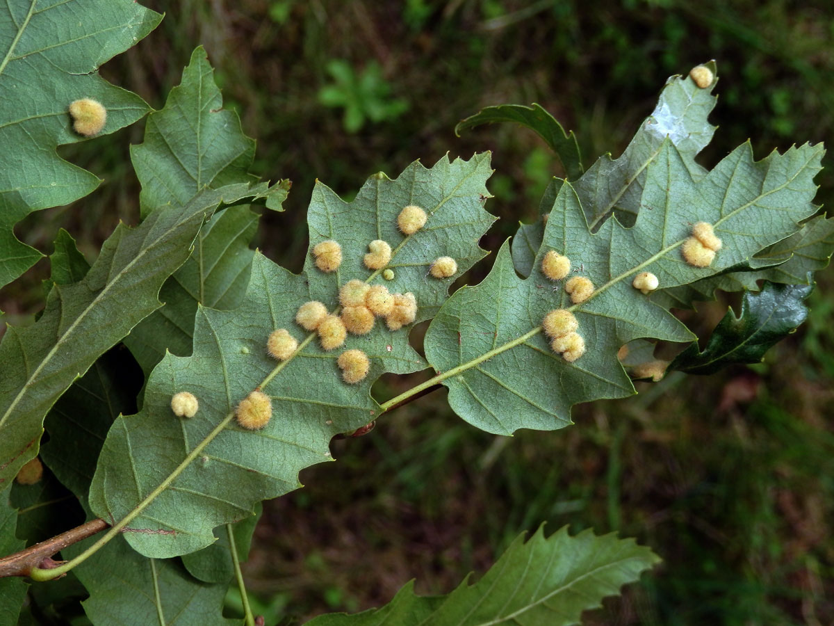 Hálky bejlomorky Dryomia circinnans, dub cer