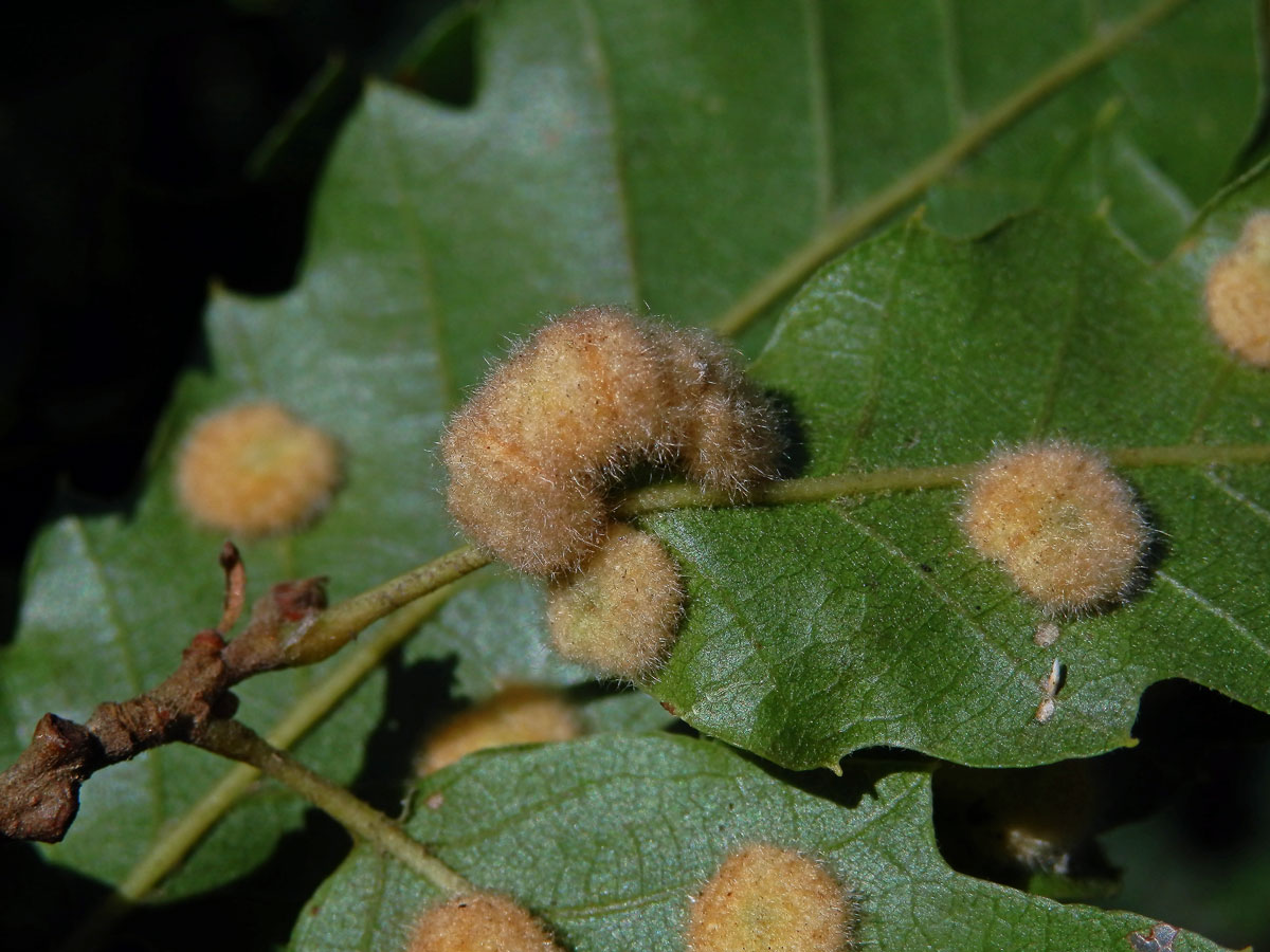 Hálky bejlomorky Dryomia circinnans, dub cer