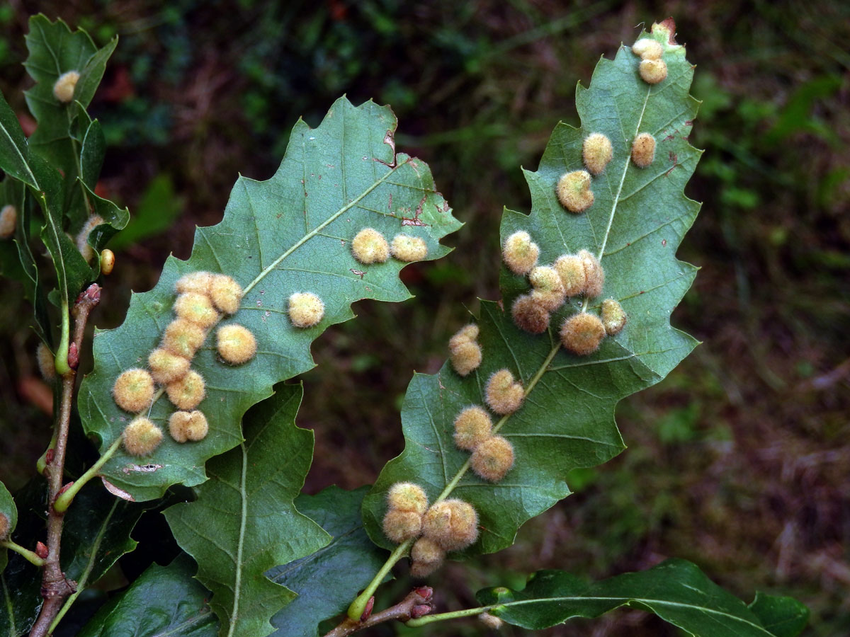 Hálky bejlomorky Dryomia circinnans, dub cer