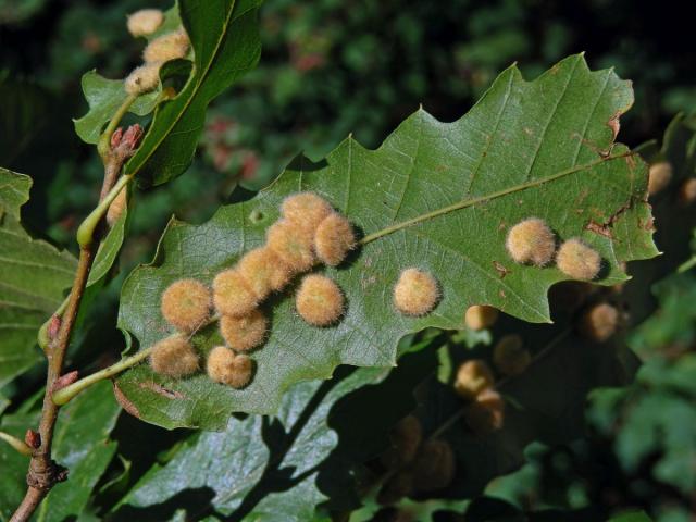 Hálky bejlomorky Dryomia circinnans, dub cer