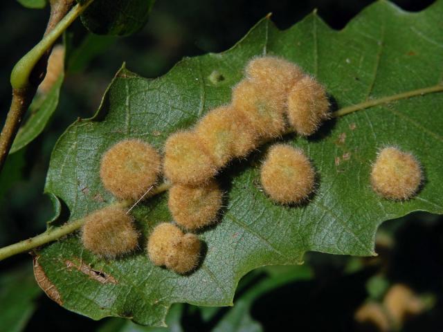 Hálky bejlomorky Dryomia circinnans, dub cer